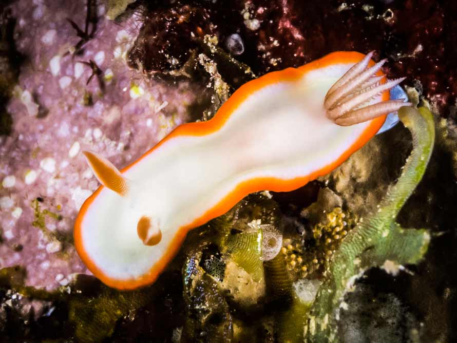 Ardeadoris averni
